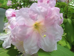 Pink Rhododendron bloom