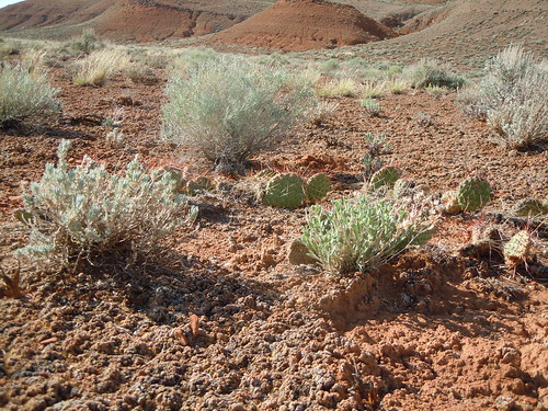 cactus habit native wyoming cactaceae habitat perennial pryormountains opuntiapolyacantha chugwaterformation plainspricklypear sagebrushsteppe