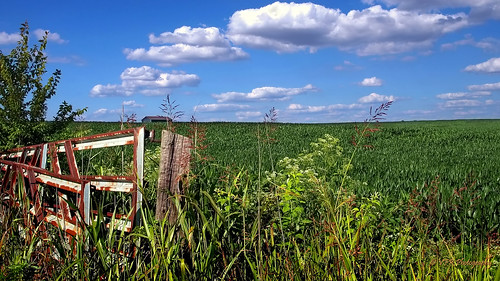 green field grass rural landscape landscapes countryside corn gate tn gates farm tennessee country farming southern crop fields farms crops grasses thesouth agriculture agricultural robertsoncounty johnsongrass pseudolandscape sadlersville