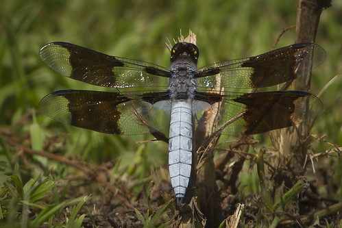 ohio male dragonfly cincinnati commonwhitetail ottoarmlederpark