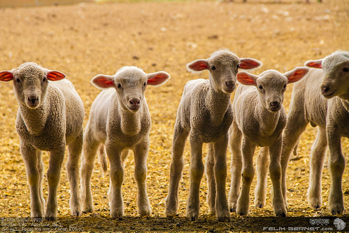 travel viaje exterior sheep badajoz viajes campo animales oveja dehesa extremadura excursiones ovejas dehesaextremeña desehadeextremadura