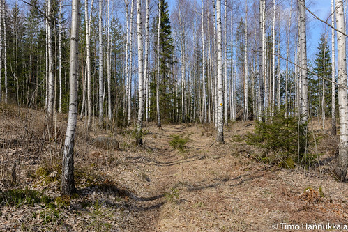 park nature forest finland spring national fi walkingpath tammela torronsuo d7100 tavastiaproper
