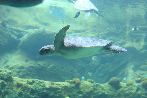 TurtleTrek at SeaWorld Orlando