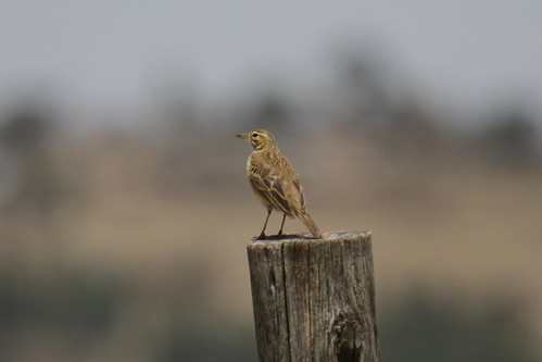 nature birds ethiopia 2012
