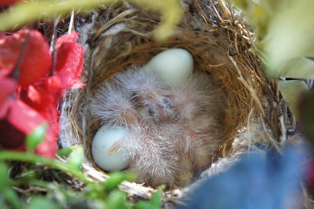 Newly hatched baby birds!