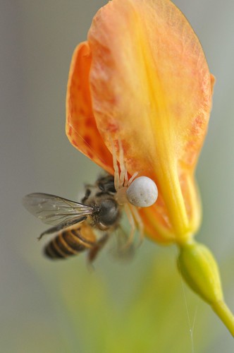flowers macro singapore bee whitespider mountfaberpark panoramafotográfico