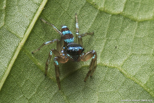 macro lens photography spider jumping nikon bio 55mm malaysia jumper fighting omar selangor biodiversity hidayat micronikkor salticidae greatphotographers shamsul thiania bhamoensis kepelbagaian d800e