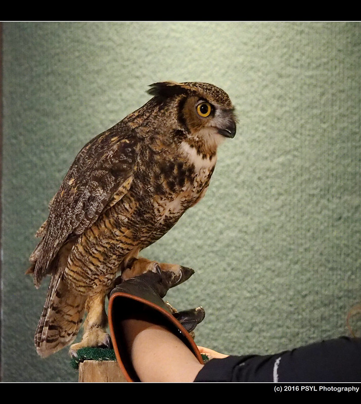 Captive Great Horned Owl (Bubo virginianus)