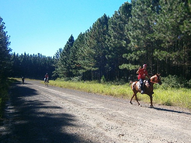 Cross Country Horse Racing