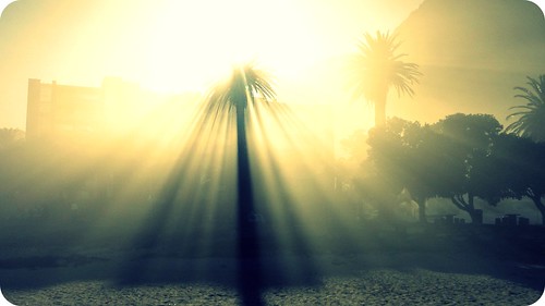 light tree beach nature sunshine sunrise capetown palm palmtrees hcs