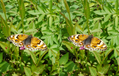 Junonia orithya, stereo parallel view