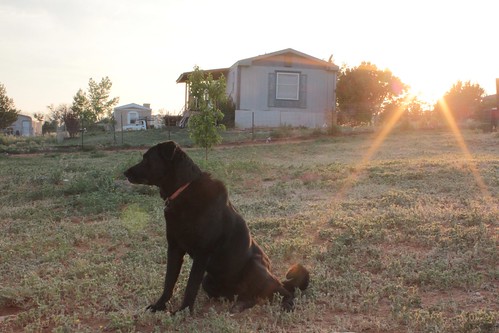 sunset dog newmexico home northamerica 2012 lobothedog