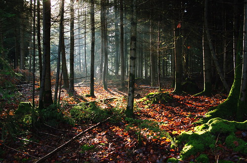 light tree forest normandie forêt lucernedoutremer