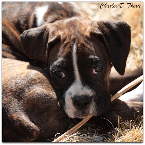 1320 1320s 10weeksold 100400mm 330mm 56 5d boxer canon colorado coloradosprings ef100400mmf4556lisusm eos5d explore f56 gleneyrie nature northamerica puppy unitedstates usa wildlife classic eos5dclassic 5dclassic 5dmark1 5dmarki dog k9 canine co 2014 best wonderful perfect fabulous great photo pic picture image photograph