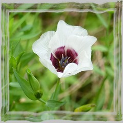 ~~ White turkish  Tulip ~~