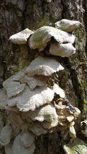 trees forest mushrooms outdoors fungi publiclands landbetweenthelakes lbl