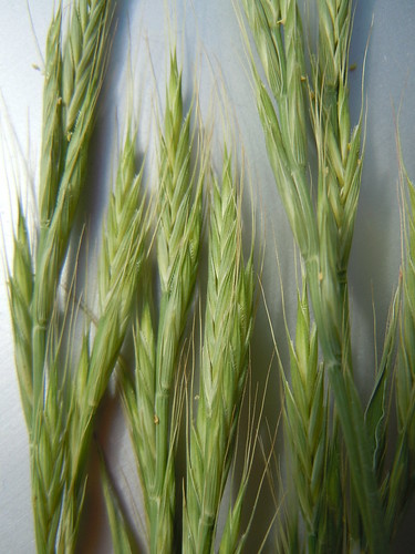 california grass sanmarcos annual poaceae introduced lemmas glumes spikelets awns coolseason brachypodiumdistachyon purplefalsebrome