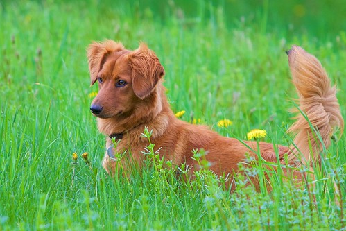 canine cover dandelion distanthillgardens dog field grass hunting mammal puertoricanstreetdog puppy reddog redhead rescuedog rescueddog ruby