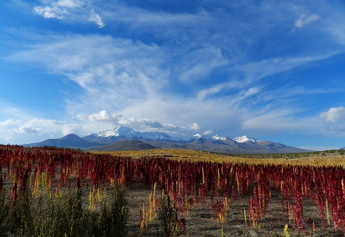 day cloudy bolivia andes quinoa altiplano colchane regióndetarapacá cerrocibaray