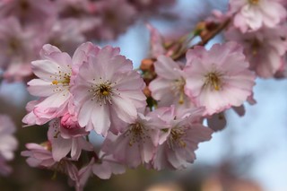 20110327_1253_cherry-blossom
