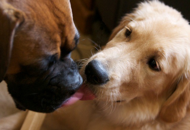 Golden Retriever and Boxer Touching Tongues | Flickr ...