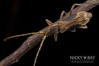 Longhorn Beetle (Xoanodera trigona) - DSC_8058
