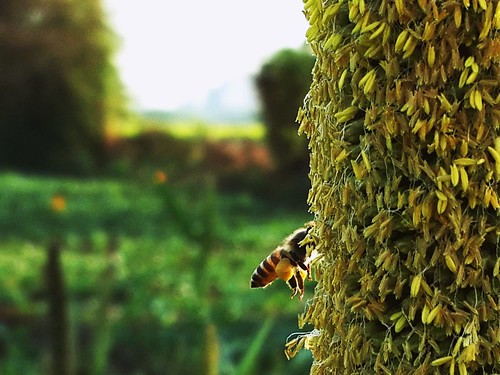 #honeybee #nature #photography
