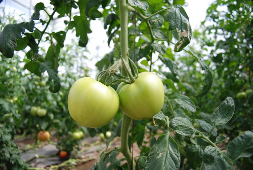 Organic Farming, Tomatoes