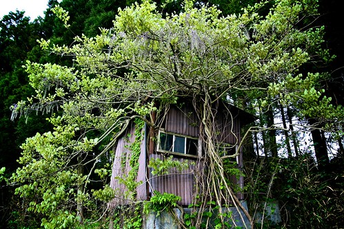 abandoned hut