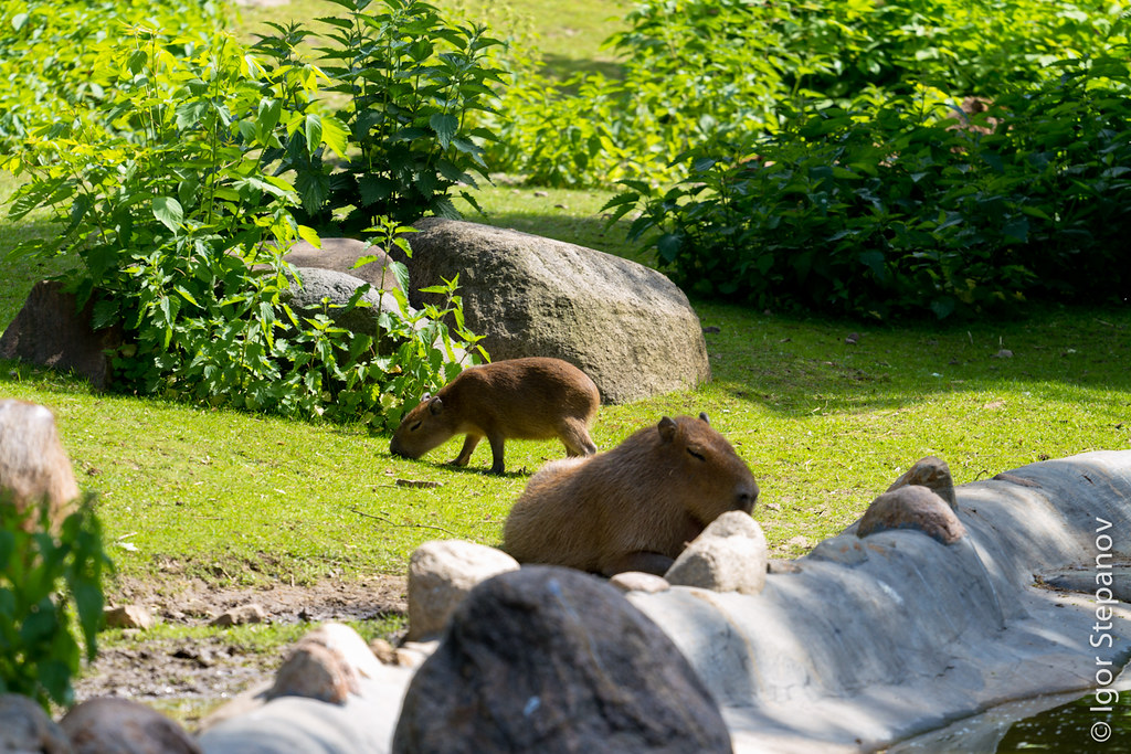 My pets capybaras. Капибары в Московском зоопарке. Капибара в Московском зоо. Сафари-парк Краснодар капибары. Капибара в зоопарке Москвы.