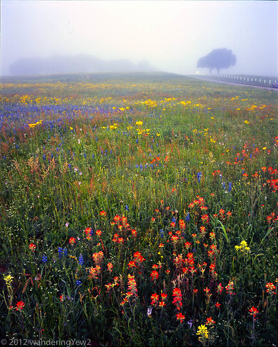 flower 120 mamiya film fog mediumformat geotagged texas bluebonnet 6x7 wildflower filmscan indianpaintbrush texaswildflowers mamiya7ii austincounty geo:lat=29972883640256185 geo:lon=9648471048210143