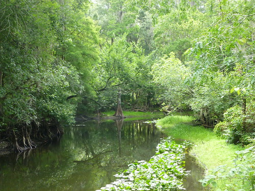 park river tampa florida fl lettucelakepark hillsboroughriver