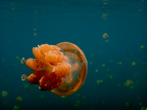 Jellyfish Lake - Palau