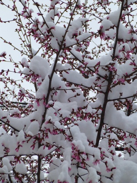 Snow on Cherry Blossoms