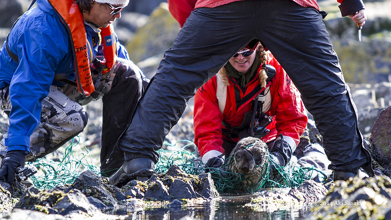 Fur seal rescue 3/6