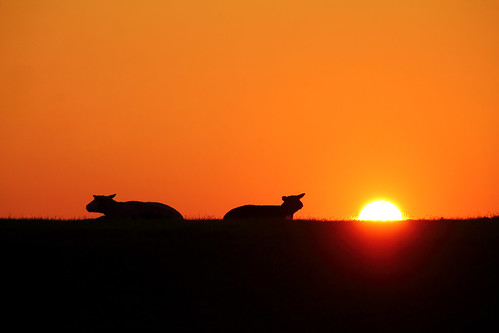 sunset sun sheep zon medemblik schaap westfriesland