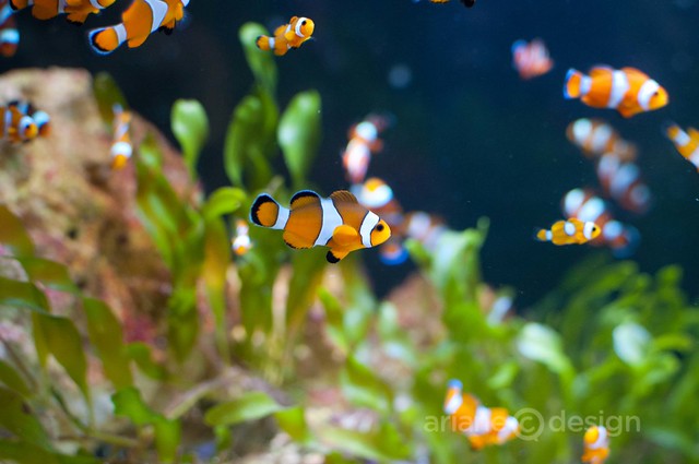 Young Clownfish Anemonefish