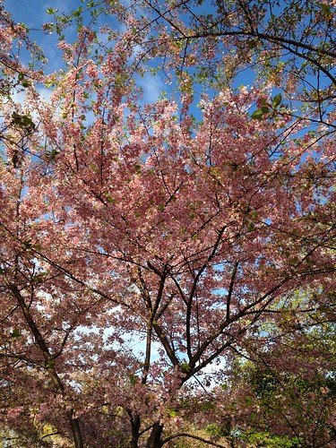 Cherry Blossom in D.C.