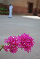 India Gate Flowers