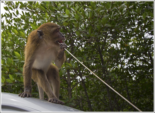 Monkey eating car aerial
