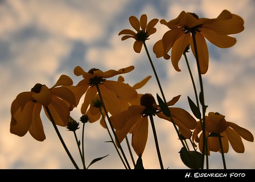 flowers summer sky yellow prime photo ic nikon echinacea sommer award himmel blumen gelb 2012 schmidmühlen eisenreich sonnenhüte igelköpfe