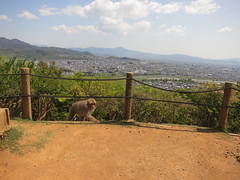 Monkey park in Arashiyama - top of a hill