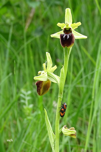 nature insecte ophrys cercope orchidéesauvage hx400v