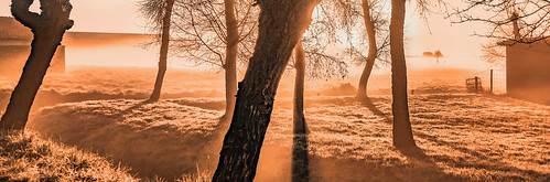 trees light mist grass fog sunrise fence shadows brightlight monday tones baretrees sundawn warmcolour cmwd nederlandvandaag
