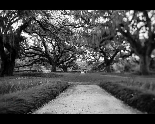 trees usa sc gardens landscape moss spring oak live southcarolina spanish filter lee brookgreen tiltshift murrellsinlet liveoakallee nikonwideanglepcenikkor24mmf35ded