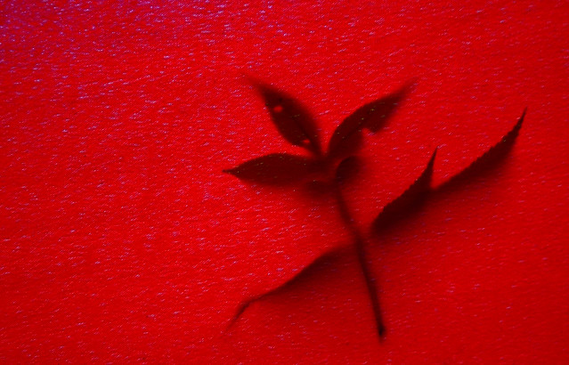 Leaf on Red