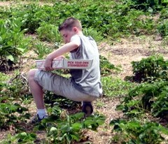 Stawberry Picking