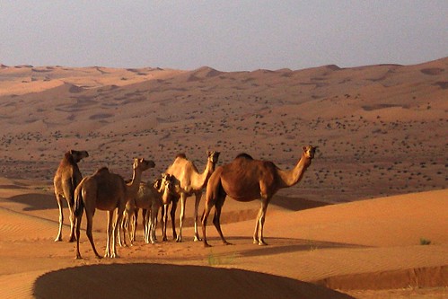 Camels in the Wahiba