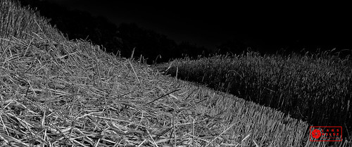 trees summer sky blackandwhite white black cut wheat ngc harvest straw august fresh lars treeline cereals blackwhitephotos nex7sonynex7 hilsesony