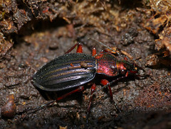 Golden Ground Beetle (Carabus auronitens auronitens) individual form '' letacqi '' hibernating in dead wood